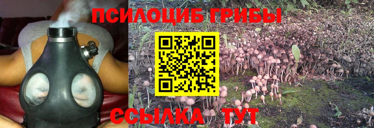 хочу наркоту  Вход с VPN  Анапа  Псилоцибиновые грибы GOLDEN TEACHER 